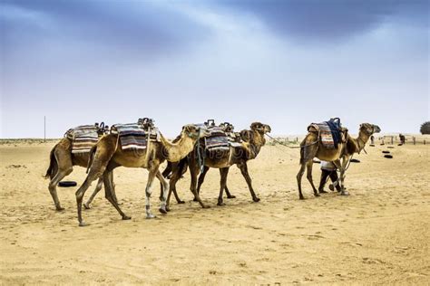 Camel Caravan in the Sahara Desert,Africa Stock Photo - Image of heat, head: 35387002