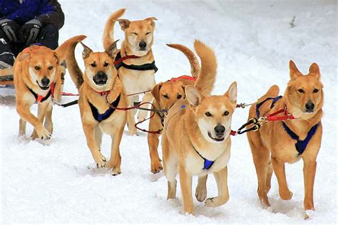 What is the historic purpose or use of sled dogs? Get Your Pet Thinking – KeepingDog