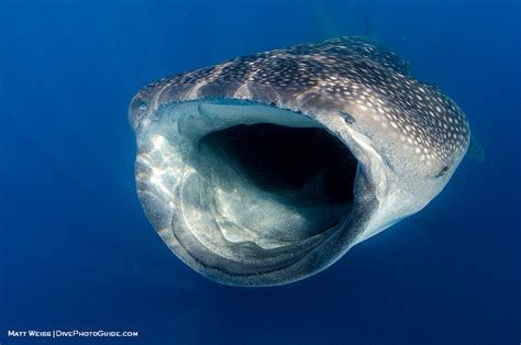 Whale Sharks, Isla Mujeres, Mexico - Aug 2014