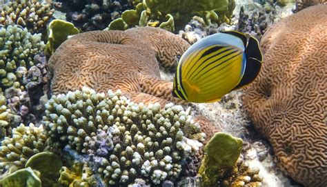 Premium Photo | Blacktail butterfly fish in the coral reef