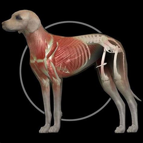 Dog Anatomy: Canine 3D - Apps on Google Play