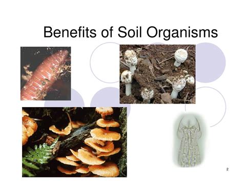 PPT - Benefits of Soil Organisms PowerPoint Presentation, free download ...