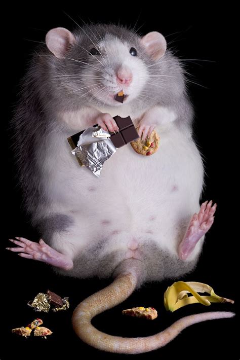 The Scary Costs of a Junk Food Diet – They’ll Surprise You! | Cute rats, Funny animals, Baby animals