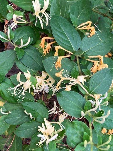 Honeysuckle Berries: Poisonous vs Edible Honeysuckle