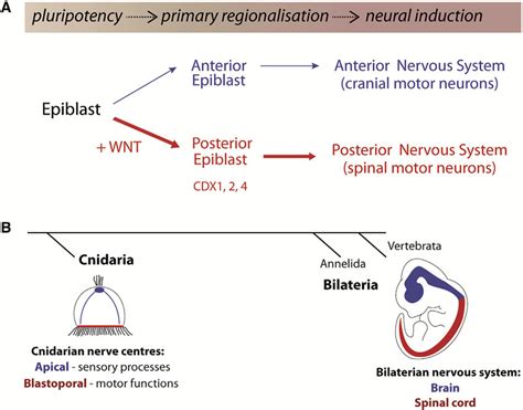 Proposed Model of Nervous System Development (A) Pluripotent epiblast... | Download Scientific ...