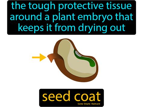 Seed Coat - Easy Science | Science facts, Science memes, Science student