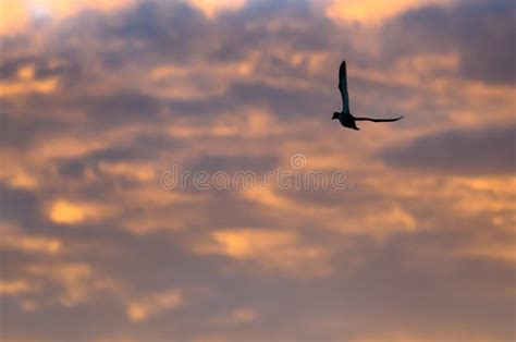 Silhouetted Ducks Flying in the Sunset Sky Stock Image - Image of circling, dawn: 86692545