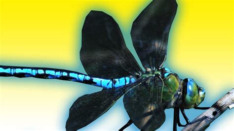 Dragonfly Flying Slow Motion