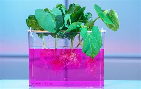 The nutrient solution for Hydroponics –A basic introduction - Agribusiness Education and ...