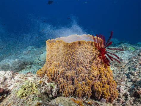 How Do Sea Sponges Live