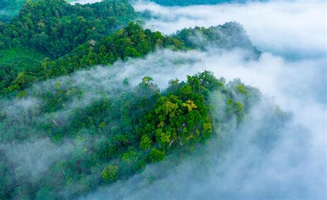 El gran aire acondicionado del planeta: el poder de los bosques