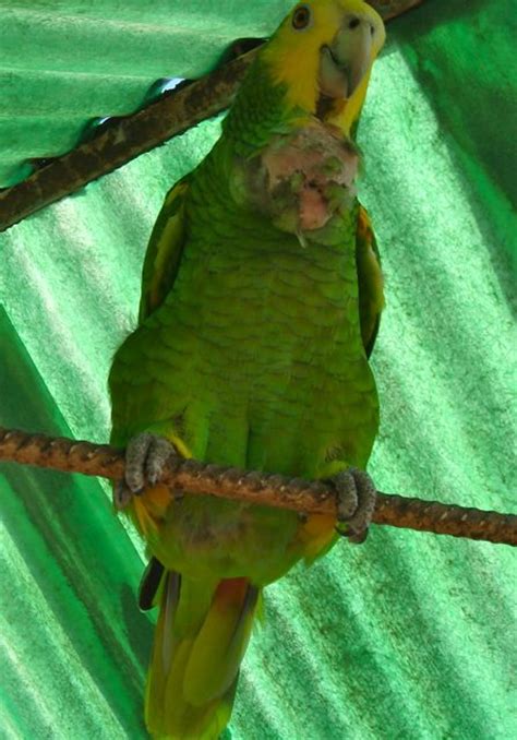 Even Fat Parrots Need Help | World Parrot Trust