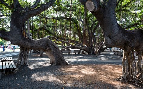 Lahaina Banyan Tree - Maui | Go Hawaii