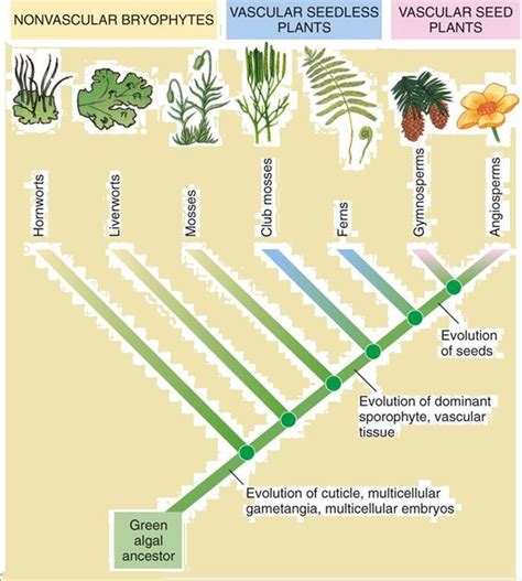 Give pictures that explain the evolution of plants(evolution of morphology - plants) (primitive ...