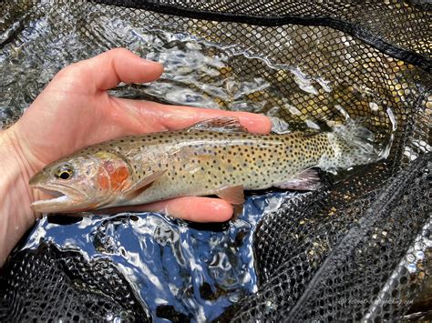 Native Trout Fly Fishing: Bonneville Cutthroat Trout