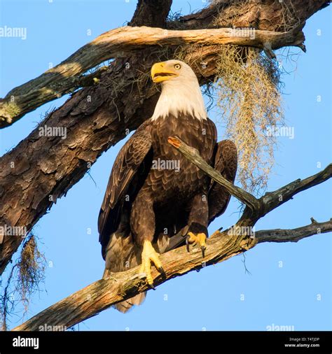 A female bald eagle perches near the nest on Florida's gulf coast Stock Photo - Alamy