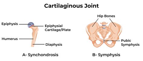 Types Of Cartilaginous Joints