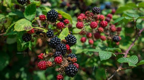 When Should You Plant Blackberries This Season?