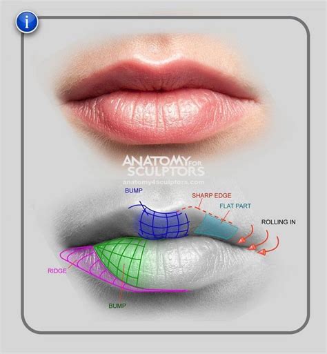 Lip proportions Facial Anatomy, Head Anatomy, Body Anatomy, Anatomy Sketches, Anatomy Drawing ...