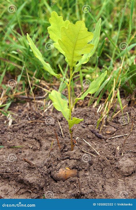 Annual seedling oak tree stock photo. Image of small - 105002332