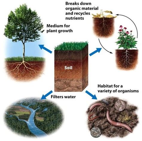 The soil provides many services for an ecosystem. It serves as a medium for plant growth, a ...