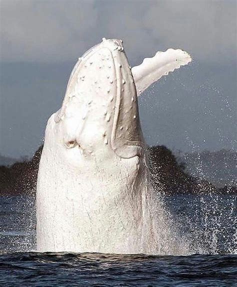 Albino Whale | Albino animals, Rare albino animals, Rare animals