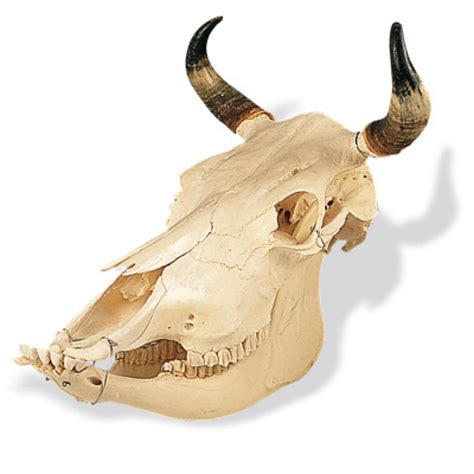 Free photo: Cow Skull - Bone, Cow, Desert - Free Download - Jooinn