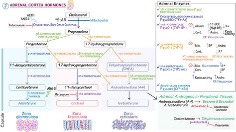 Physiology: Adrenal Cortex Hormone Biosynthesis & Deficiencies | Draw It to Know It