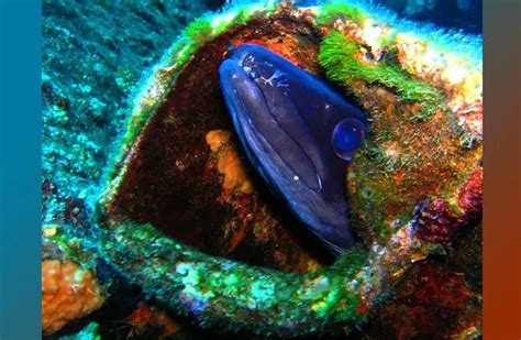 Eel - Description, Habitat, Image, Diet, and Interesting Facts