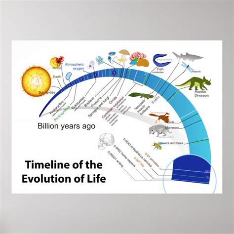 Evolution of Life on Earth Timeline Diagram Poster | Zazzle