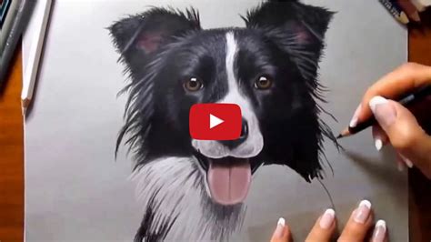 What is it about border collies that make artists want to draw them so ...