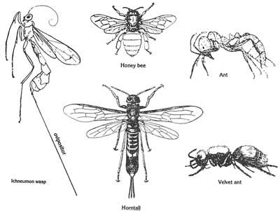 Florida 4-H Bug Club