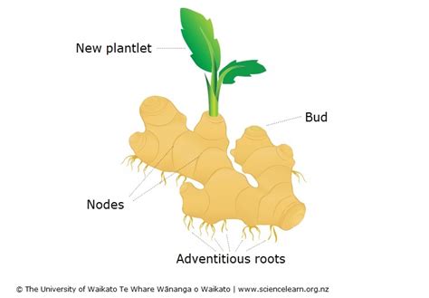 Plant Roots Diagram