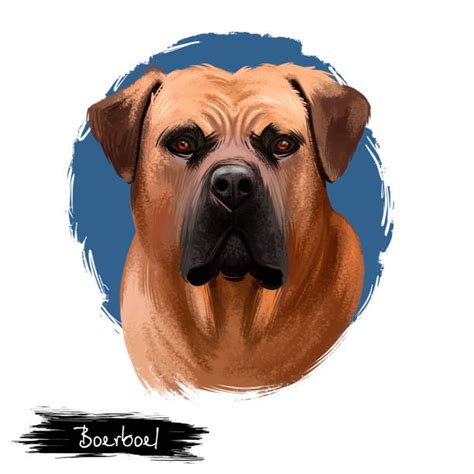 20+ Boerboel Dog Drawing Stock Illustrations, Royalty-Free Vector ...