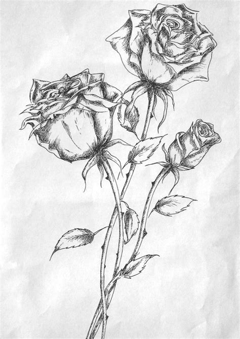 Rose drawings free psd ai format download jpg - Cliparting.com