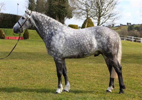 Ballylarkin Silver - Irish Draught | Irish sport horse, Horse coloring, Sport horse