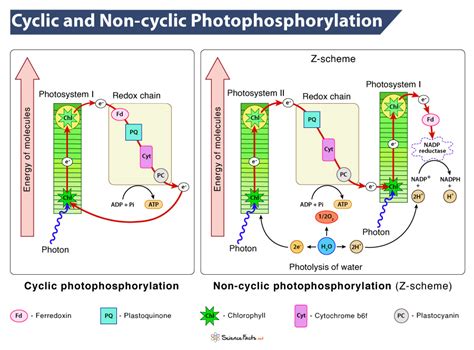 Cyclic & Non-cyclic Photophosphorylation: Definition & Difference