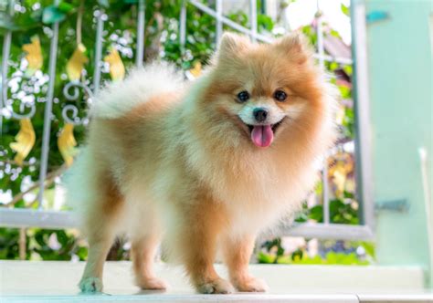 10 Fluffy Dog Breeds: Fuzzy, Long-Coated Canines Worth Cuddling