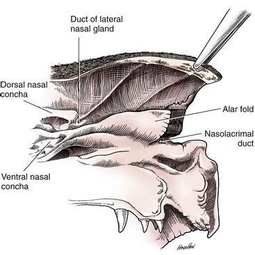 Nasal Planum, Nasal Cavity, and Sinuses | Veterian Key