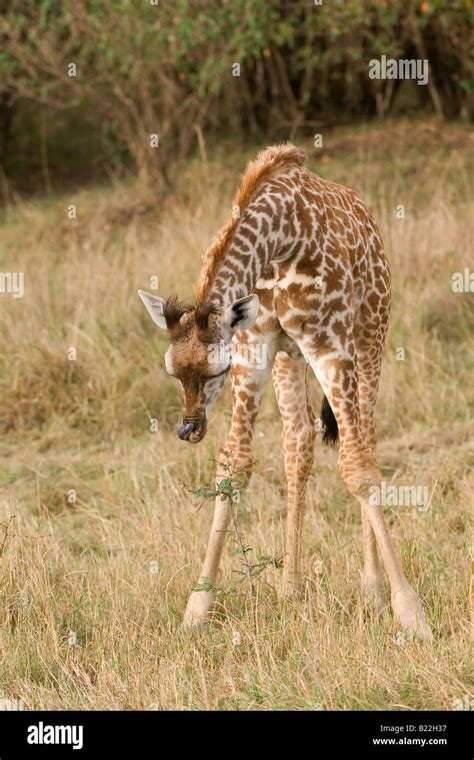 Baby Masai Giraffe Stock Photo - Alamy