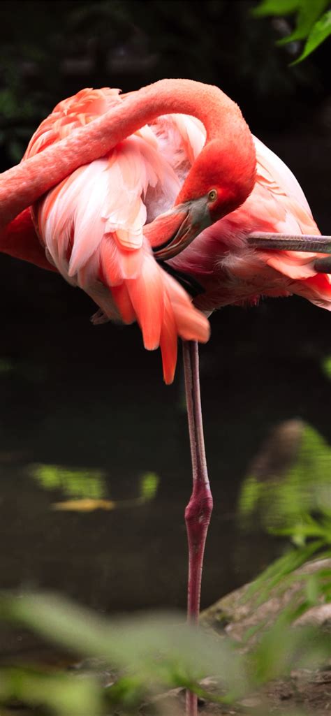 flamingo iPhone Wallpapers Free Download