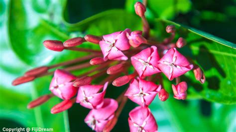 Exploring Fiji's Botanical Gardens: A Haven for Flower Enthusiasts | FijiDream