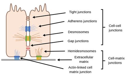 Cell Junction