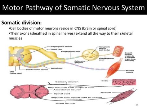 ️ Somatic nervous system function. Somatic Nervous System. 2019-02-05