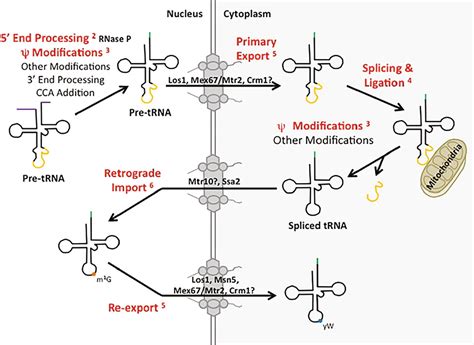 Frontiers | tRNA Processing and Subcellular Trafficking Proteins ...