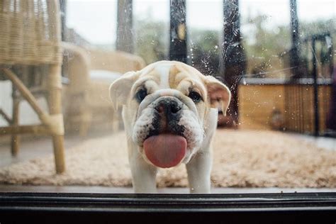 Dog With Tongue Out: These Photos Are Adorable!