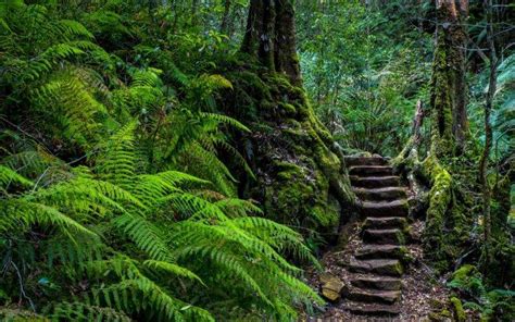 stairs, Ferns, Forest Wallpapers HD / Desktop and Mobile Backgrounds