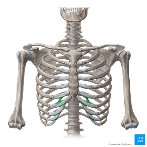 Interchondral joints: Anatomy, function | Kenhub