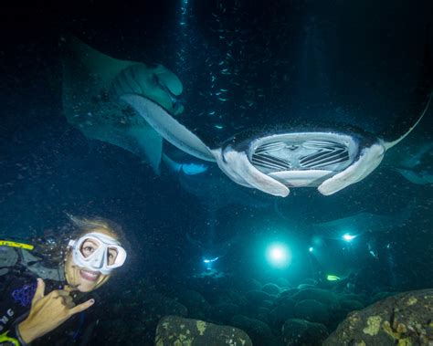 Manta Ray Night SCUBA Dive in Kona Hawaii | Big Island Divers