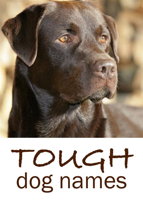 Tough Dog Names - Scary, Fierce, Strong, Guard Dog Inspired Ideas